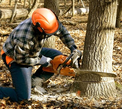 Tree Removal in Allison, IA